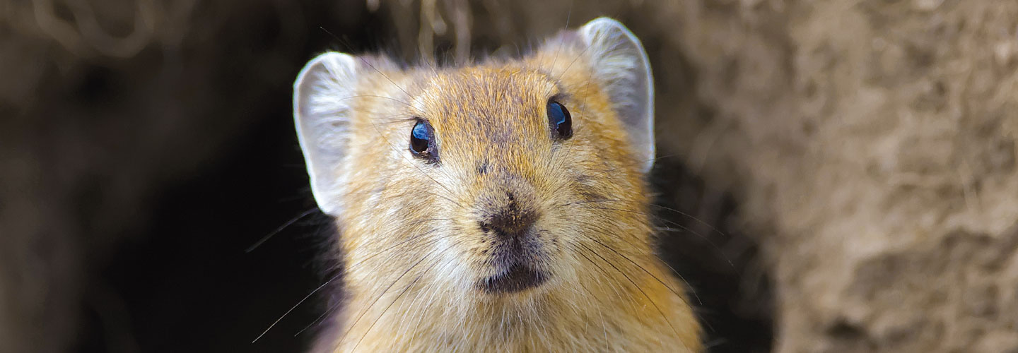 A pika.