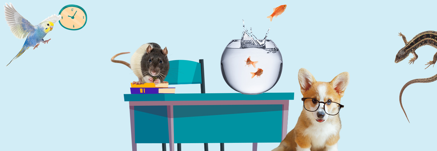 Image of a rat, parrot, goldfish, salamander, and a corgi in a classroom setting