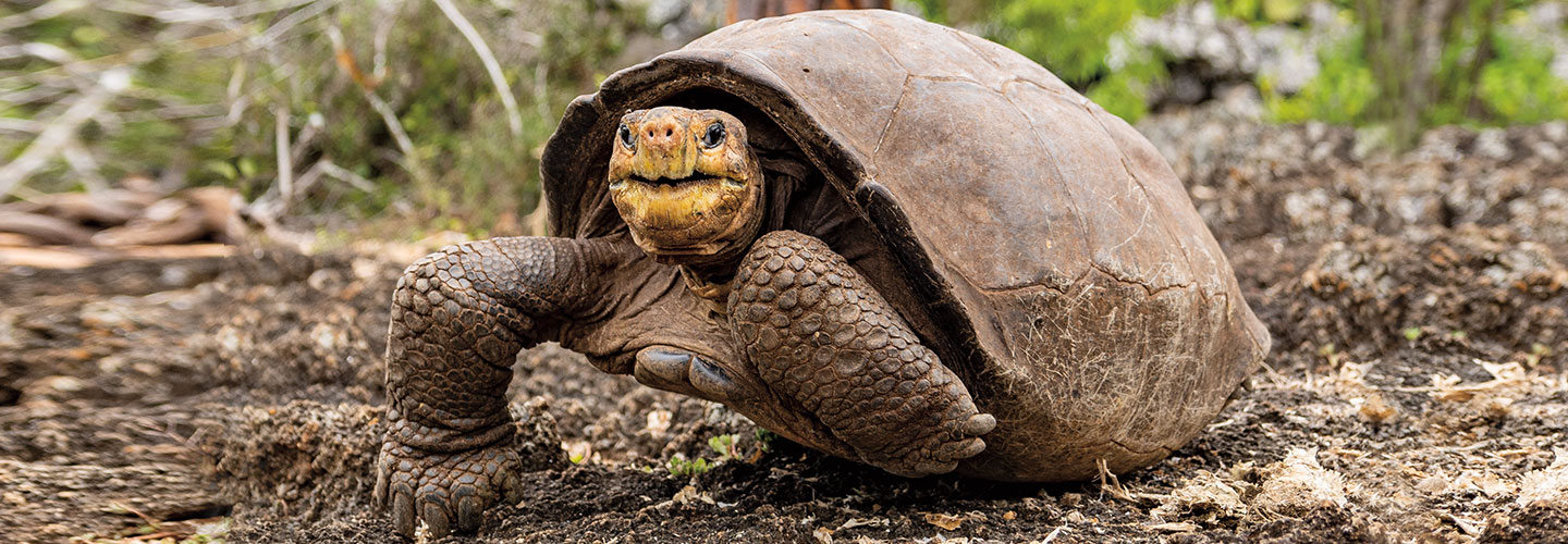 Giant Tortoise