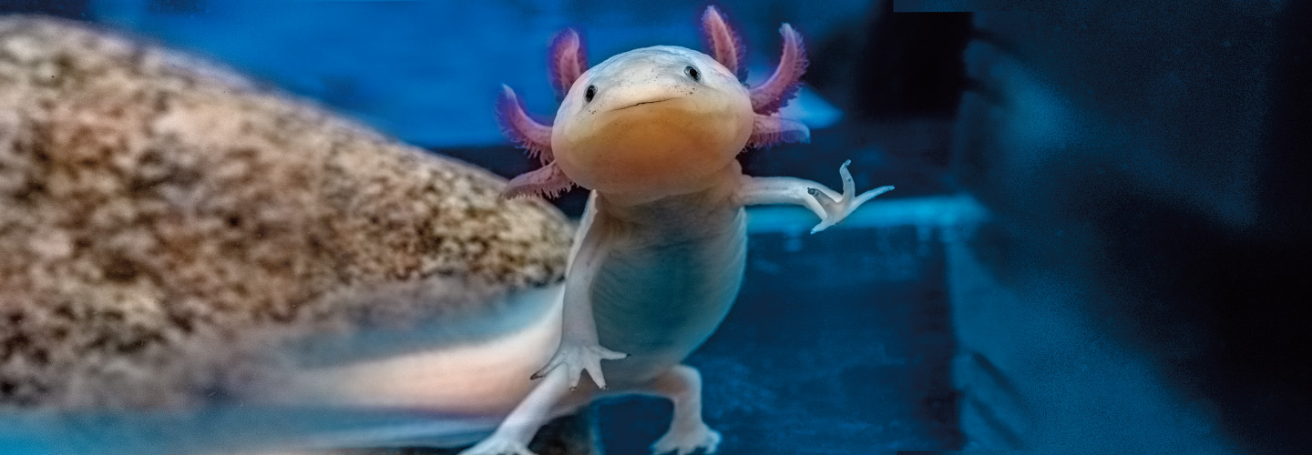 Photo of an axolotl