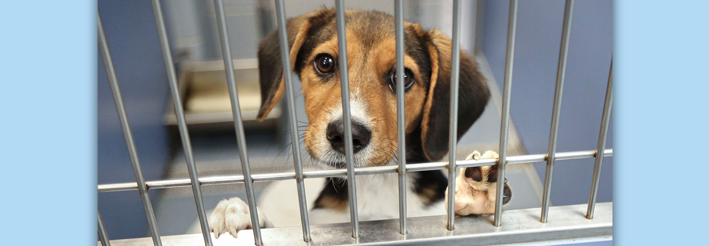 a dog holds its paws up behind a cage
