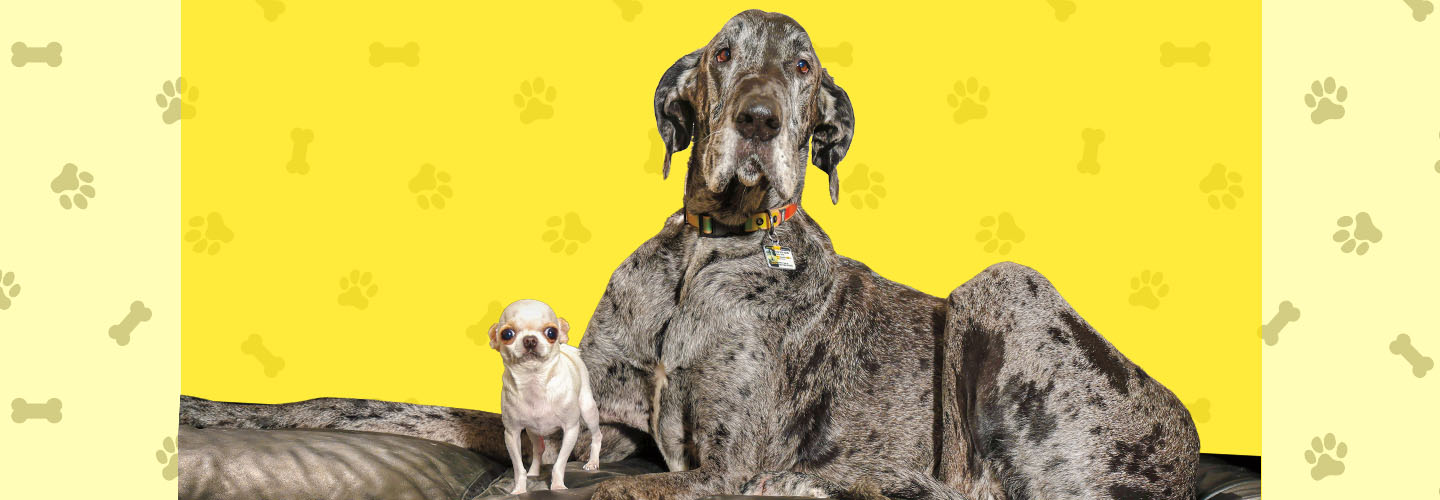 Image of a very small dog next to a very large dog