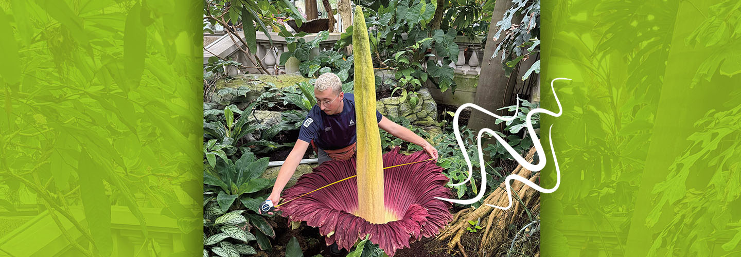 Image of person handling a large plant that is emitting an odor