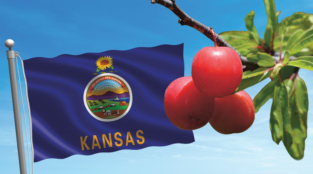State flag of Kansas next to three plums on a branch